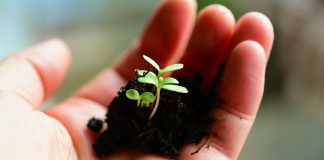 hand holding small green plant