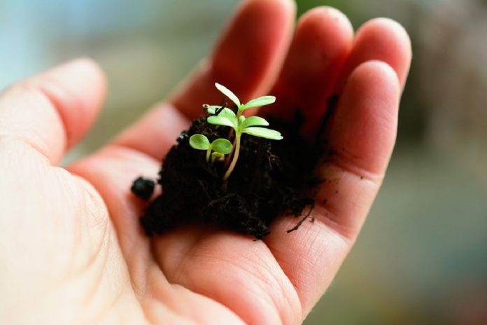 hand holding small green plant