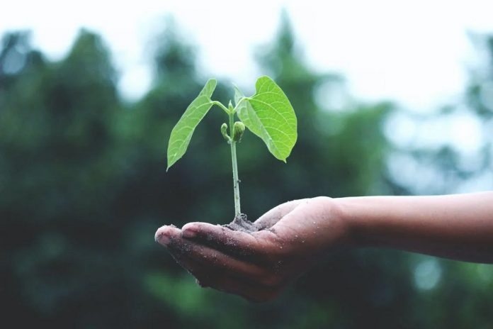 hand holding tree sapling