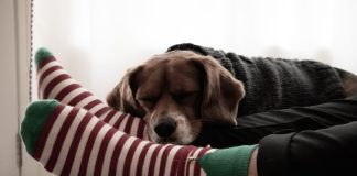dog asleep on owners feet in christmas socks